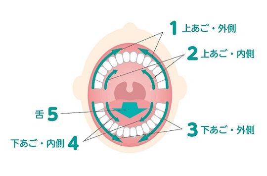 口腔ケアスポンジの使い方 介護のお役立ち イワツキコラム イワツキ株式会社